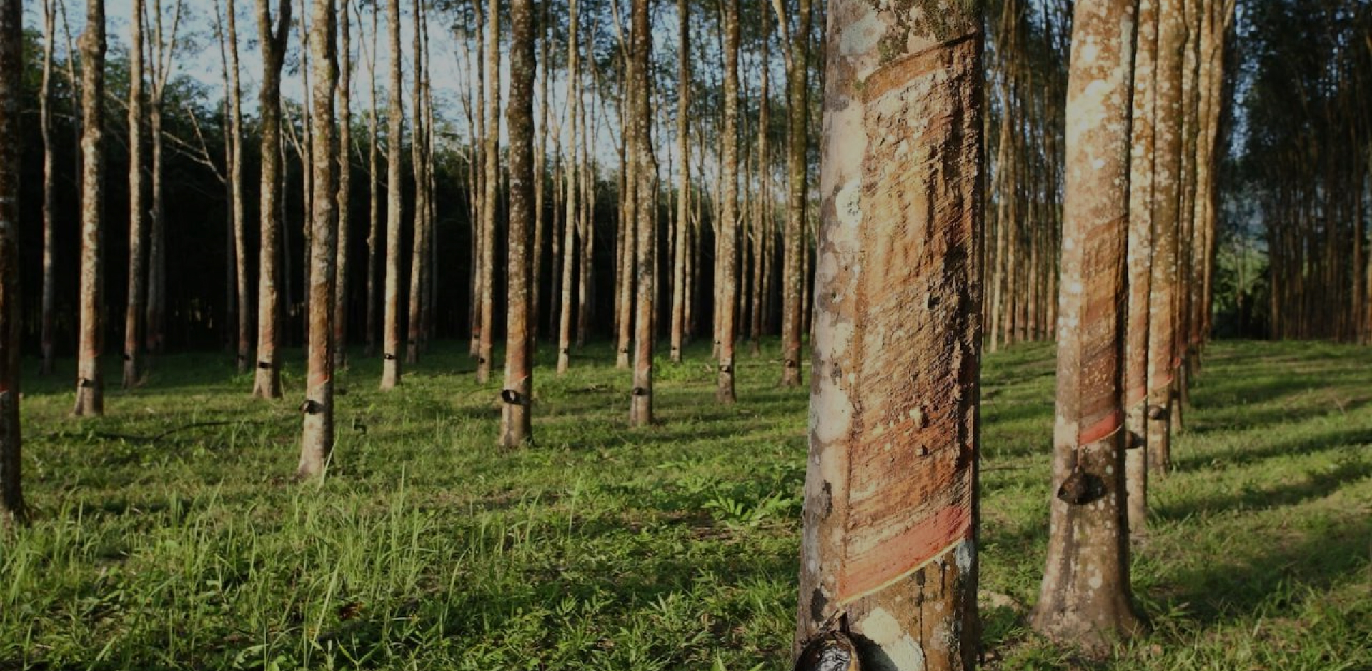 Pine Finger Joint Board in interior construction – A trendy product at SSR VINA