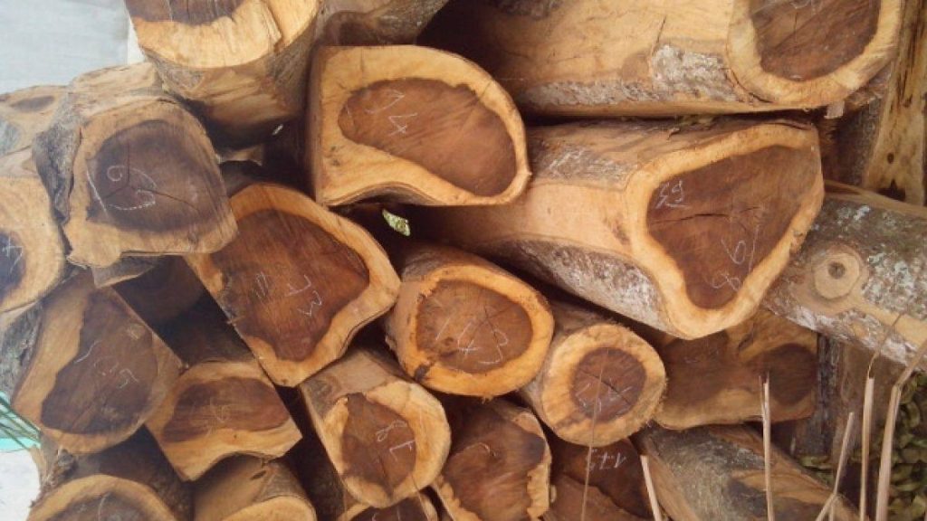 thân  những cây gổ chưa đc xẻ