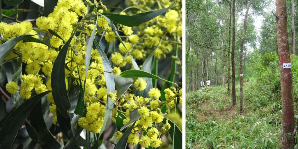 butcher block countertop