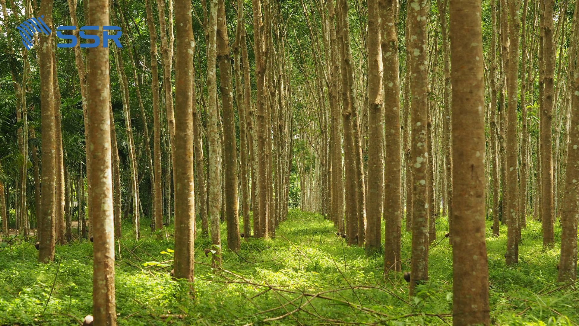 Finger joint rubber wood board production plantation rubber tree
