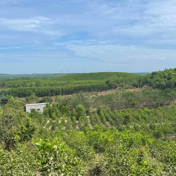 forest managements 2