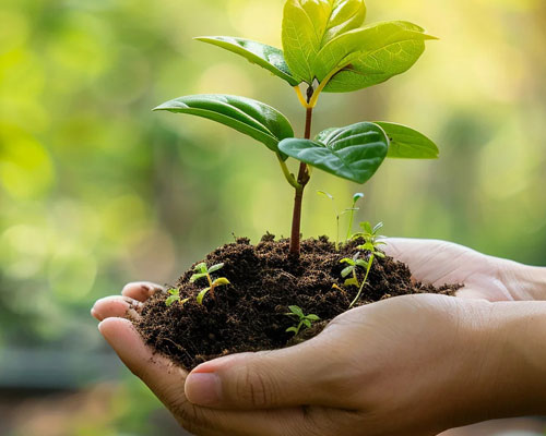 Forest Certification