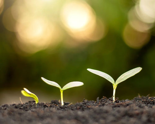 Forest Certification