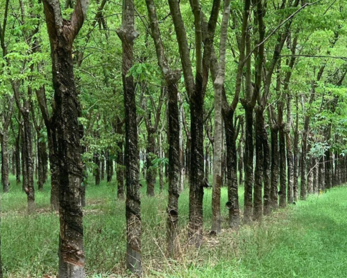 rubber forest