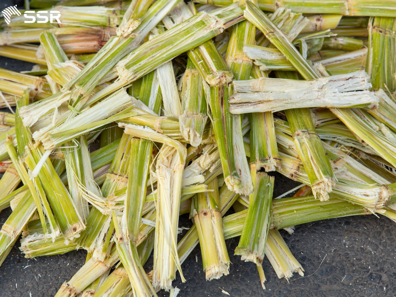 sugarcane